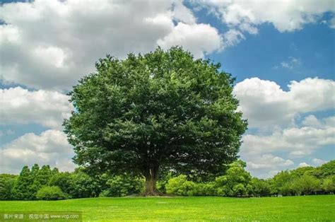 樹可以做什麼|【樹木可以做什麼】樹木的無盡寶藏：50 個種樹帶來的好處，揭。